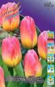 Тюльпан Том Пус 11/12 7 шт