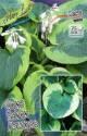 Хоста Олив Бэйли Лэнгдон 1 шт