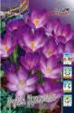 Крокус Crocus tommasinianus Ruby Giant 5/+ 200 шт