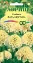 Скабиоза Фата-моргана махр темнопурпурная Гав