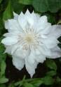 Клематис Жакмана Альба (махровый) 2 шт