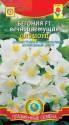 Бегония Вечноцветущая Оломоуц F1 Плз