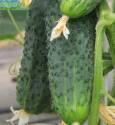 Огурец Теща F1 УУ