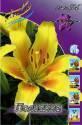 Лилия Полианна 10 шт AZ