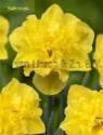 Нарцисс Сейлормэн 14/16 1 шт х5
