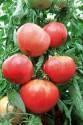 Помидоры Ранний гигант F1 СиО