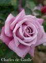 Роза Шарль де Голль 1 шт чайно-гибридная