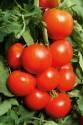 Помидоры Василий F1 СиО