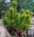 Сосна Pinus mugo Ophir C2