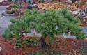 Сосна Pinus sylvestris Albyns C2 Stem 