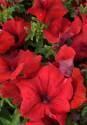 Петуния Красная ССО