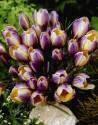 Крокус Crocus chrysanthus Advance 5/+ 200 шт