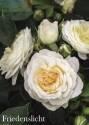 Роза Фриденслихт 1 шт шраб