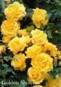 Роза Голден Шоверс 1 шт плетистая