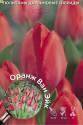 Тюльпан Оранж Ван Эйк (5шт) 11/12