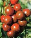 Помидоры Непоседа Джестер F1 СиО