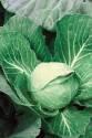 Капуста белокочанная Эверест F1 СиО