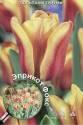 Тюльпан Эприкот Фокс триумф 7 шт 11/12