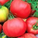 Помидоры Розовый любимчик F1 СиО
