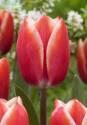 Тюльпан Келли 10 шт