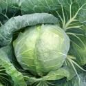Капуста белокочанная Золтан F13624 СиО