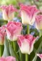 Тюльпан Краун оф Дайнести 11/12 100 шт