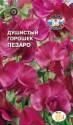 Душистый горошек Пезаро (Спенсер) Сед