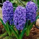 Гиацинт Манхэттен 5 шт