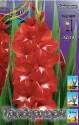 Гладиолус Традерхорн 5 шт 14/+