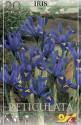 Ирис Ретикулата 20 шт 6/+