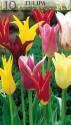 Тюльпан Смесь грейга тюльпанов 8 шт 11/12