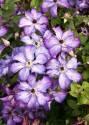 Клематис Супер Нова 1 шт