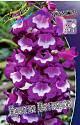 Пенстемон Притти Петтикот 1 шт