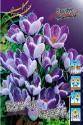 Крокус Кинг оф Стрипд 8/9 200 шт 