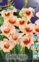 Гладиолус Блэкпул 8 шт 