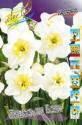 Нарцисс Папильон Блан 10 шт