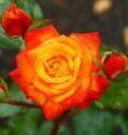 Роза Мамбо 1 шт флорибунда