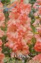 Гладиолус Томск 10/+ 150 шт