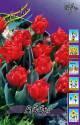 Тюльпан Абба 11/12 7 шт