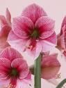 Амариллис Пурпл Рейн 1 шт