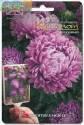 Астра китайская Камелот Лиловый Био