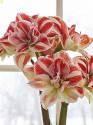 Амариллис Брайт Нимф 1 шт 