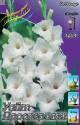 Гладиолус Уайт Просперити 14/16 7 шт 
