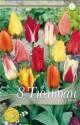 Тюльпаны Ботанические 11/12