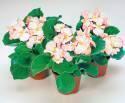 Бегония Яблоневый цвет вечноцветущая СиО
