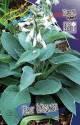 Хоста Биг Мама 1 шт