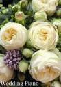 Роза Веддинг Пиано чайно-гибридная