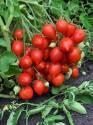 Помидоры Купидон F1 СиО