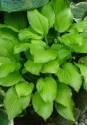 Хоста Адорабл 2 шт