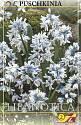 Пушкиния Либанотика 15 шт 5/+